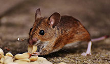24 Hour & Emergency Exterminators in Ft Lauderdale, FL